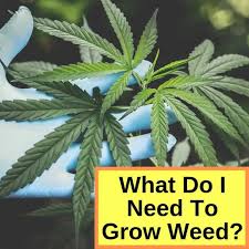 What Do I Need To Grow Weed With