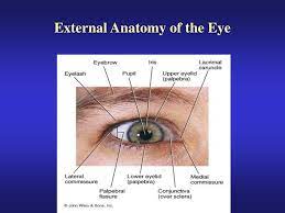 ppt external anatomy of the eye