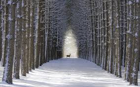 Tiere im winter schone bilder an kalten tagen / diese winterbilder können kostenlos und lizenzfrei sofort und ohne anmelden genutzt werden. 30 Hintergrundbilder Winter Tiere Besten Bilder Von Ausmalbilder