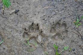 Animal Track Identification Animal Footprint I D Chart