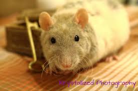 Rat Pee: How Often Do Rats Urinate & What Is Normal? – Understanding Pet  Fancy Rats