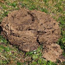 14 cow dung uses you didn t know exist