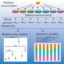 yeast spontaneous mutation rate and