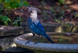 They can solve several problems such as taking something out of a bag to make their life easier. How To Keep Crows And Jays From Monopolizing Bird Feeders Ask An Expert Oregonlive Com