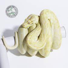 albino carpet python traits morphpedia