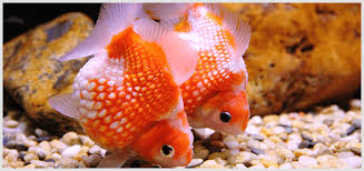 Information On Goldfish History And Origin Use Of Goldfish