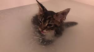 maine kitten molly s first bath