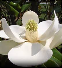 Find practical gardening advice, tips, and information on beautiful, fragrant magnolia trees. Southern Magnolia Tree On The Tree Guide At Arborday Org