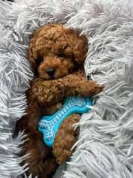 adorable tiny toy poodle puppy