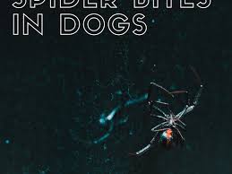 When a black widow spider bites a dog, the bite may be dry, meaning no venom has been injected, but venomous injections can be serious. The Danger Of Spider Bites To Your Dog With Photos Pethelpful