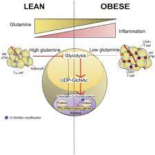 glutamine links obesity to inflammation