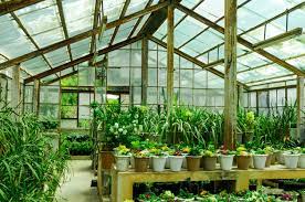 growing plants in a greenhouse