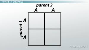 Each punnett square describes how variations of a gene (alleles) could be inherited if two find out why punnett squares are useful. Genetics And Punnett Squares Getting Traits From Parents Video Lesson Transcript Study Com