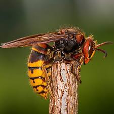 Hornets built a nest the size of a small refrigerator inside a patterson, louisiana, shed, and jude verret was called to remove it. European Hornet A Large Wasp Active Day Night Backyard Threat Medium Nest Locations Usually Single Entrance Paper Nests Built I Hornet Hornet Sting Wasp