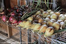 Gardener Storing Your Homegrown Onions