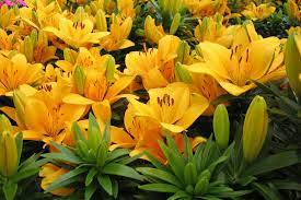 lilies poisoning in dogs symptoms