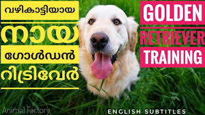 Filo on the other hand enjoys the rat's curiosity and allows rex to enjoy his outing. Golden Retriever Training Malayalam Animal Factory Youtube