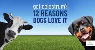 top 12 benefits of colostrum for dogs