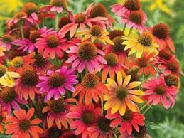 Helenium is a seasonal powerhouse, churning out fiery flowers by the hundreds from early summer to late fall. Echinacea Cheyenne Spirit 15 Seed Coneflower Canada Winner Comb S H Free Gift In 2021 Flowers Perennials Perennials Planting Flowers