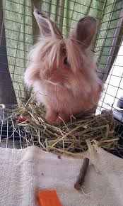 best bedding for long haired rabbits