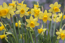 Narcissus 'Tête-à-tête' - BBC Gardeners World Magazine