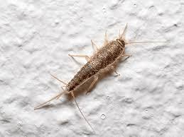 silverfish in new jersey are not as