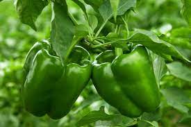 how to plant and grow bell peppers