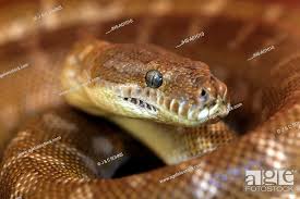 central carpet python morelia bredli