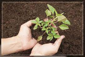 loamy soil how to use it for gardening