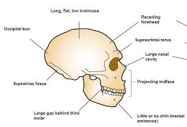 The sinuses are hollow spaces in the skull and the face bones around your nose. Occipital Bun Wikipedia