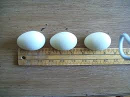 Egg Chart For Ducks Backyard Chickens
