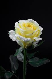 yellow rose picture and hd photos