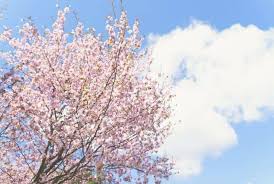 Note editor software for windows. 13 Most Common Types Of Cherry Trees With Pictures Conserve Energy Future