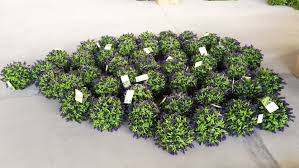 Welcome To Wholesale Artificial Hanging Lavender Topiary