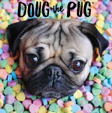 doug the pug wallpapers top free doug