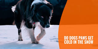 how-cold-is-too-cold-for-a-dogs-paws