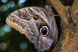 オオフクロウチョウ | 胡蝶の杜