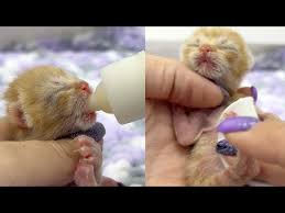 feeding a newborn kitten from a bottle