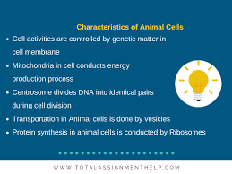 00:02:20.28 how can we study what proteins in membranes do in a living cell? The Major Difference Between Plant Cell Vs Animal Cell Total Assignment Help