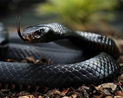 Black mamba venomous snake