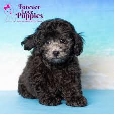 toy poodle puppy adopted in born 2 4 22