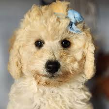 cavoodle puppies gallery mon amour