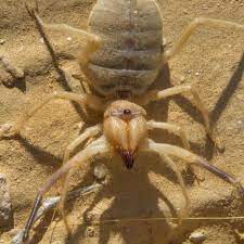 The order contains around 100 different species. Are Camel Spiders Venomous