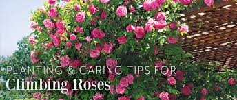 climbing rose care tips jackson perkins