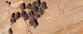 How Bats Survive Minnesota Winters