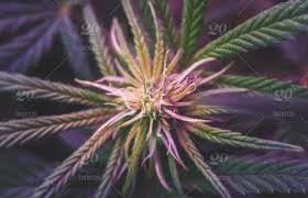 Thats what every other cfl grower does so why can't you? Cannabis Indoor Grow Under Purple Light Flowering Stage Stock Photo Af2fabe9 681b 4590 911f 532d40fc6ab2