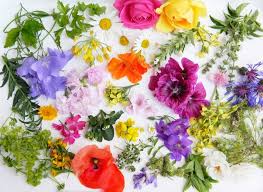 10 edible flowers to grow this spring