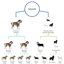 Breed Tests For Dogs Fact Or Fiction Grand Avenue
