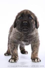 What is the translation of puppy in spanish? 32 Spanish Mastiff Ideas Spanish Mastiff Mastiffs Dog Breeds