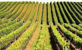 Tehnologii noi vitivinicole bazate pe implementarea soiurilor autohtone și  din selecţia nouă — Lider Agro